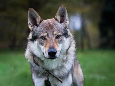 狼犬品種